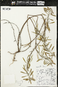 Oenothera serrulata image