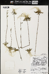 Lobelia dortmanna image