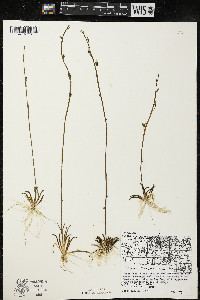 Lobelia dortmanna image