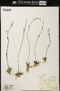 Lobelia dortmanna image