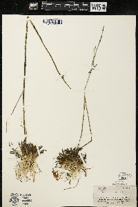 Lobelia dortmanna image