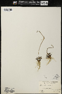 Lobelia dortmanna image