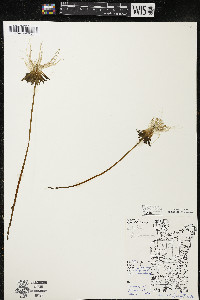 Lobelia dortmanna image