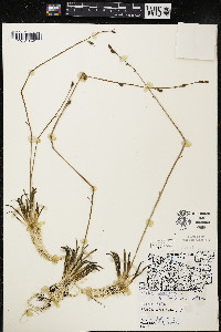 Lobelia dortmanna image