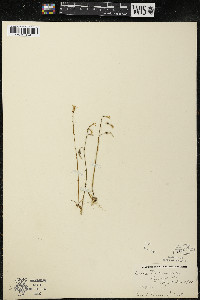 Lobelia dortmanna image