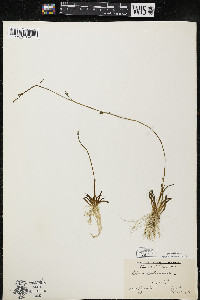 Lobelia dortmanna image