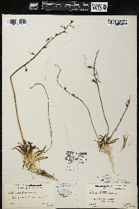 Lobelia dortmanna image