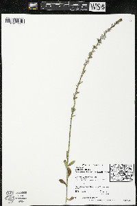 Lobelia spicata var. hirtella image