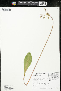 Dodecatheon meadia subsp. meadia image