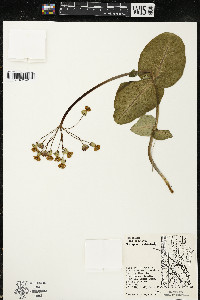 Asclepias amplexicaulis image