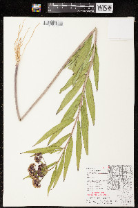 Asclepias incarnata subsp. incarnata image