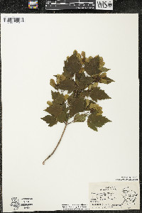 Acer ginnala image