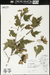 Acer ginnala image