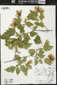 Acer ginnala image