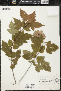 Acer ginnala image