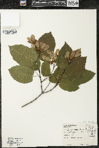 Acer ginnala image