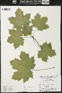 Acer platanoides image