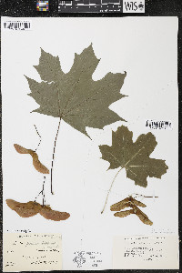 Acer platanoides image