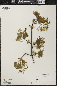 Acer platanoides image