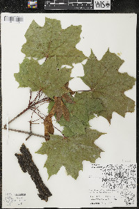 Acer platanoides image