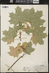 Acer platanoides image