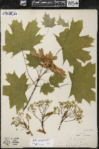 Acer platanoides image