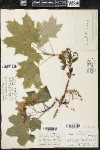 Acer platanoides image