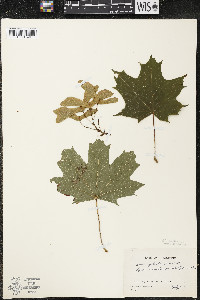 Acer platanoides image