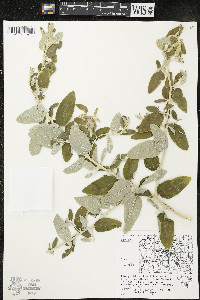 Elaeagnus angustifolia image