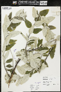 Elaeagnus angustifolia image