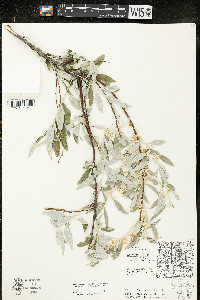 Elaeagnus angustifolia image