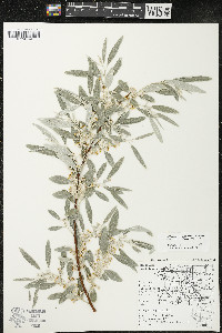 Elaeagnus angustifolia image