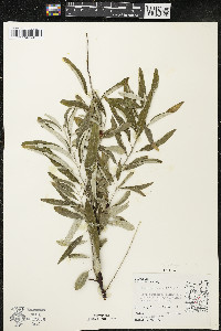 Elaeagnus angustifolia image