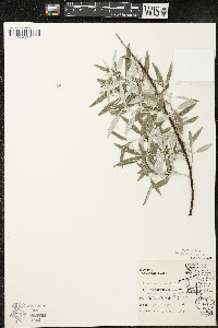 Elaeagnus angustifolia image