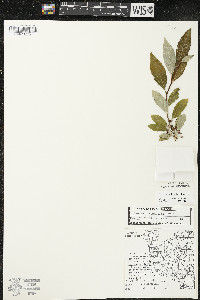 Elaeagnus umbellata image
