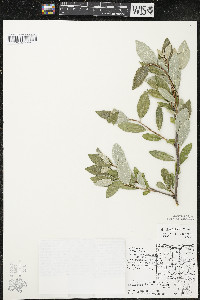 Elaeagnus umbellata image