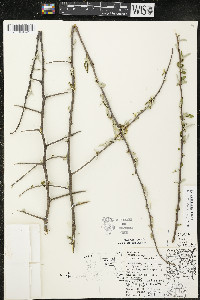 Elaeagnus umbellata image