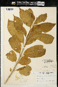 Euonymus atropurpureus image