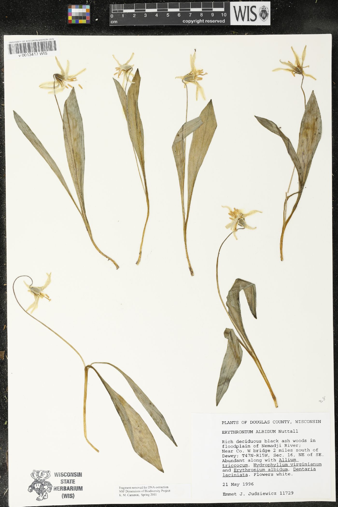 Erythronium albidum image