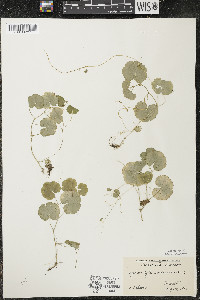 Hydrocotyle americana image