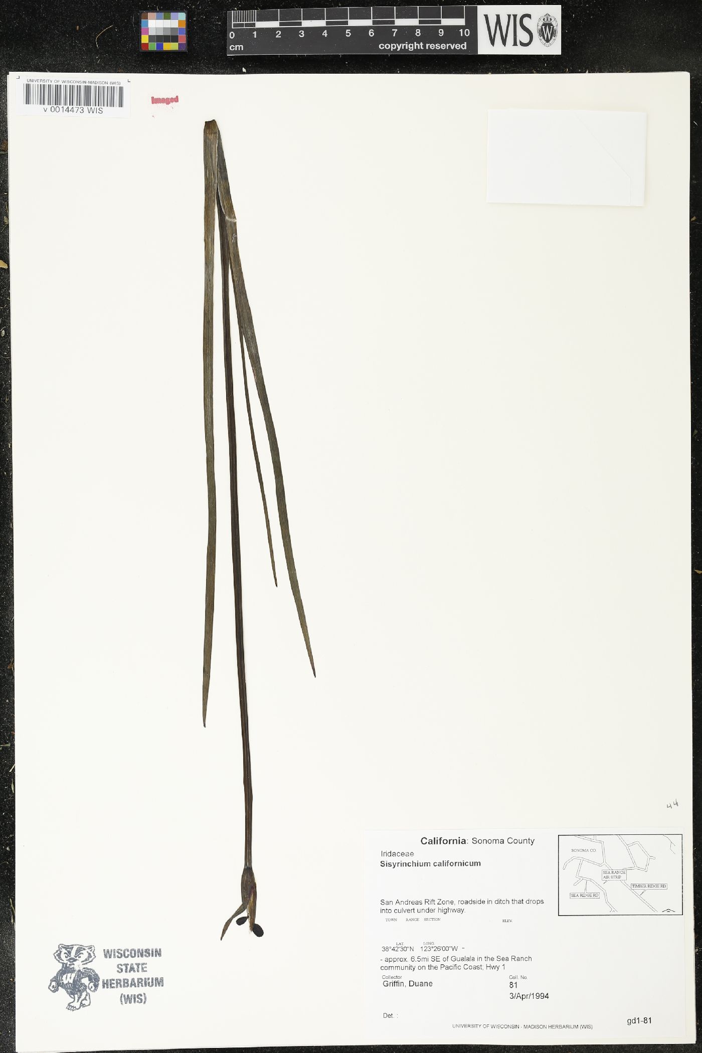 Sisyrinchium californicum image