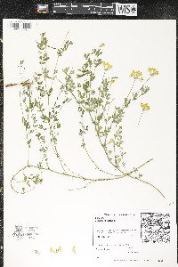 Lotus corniculatus image