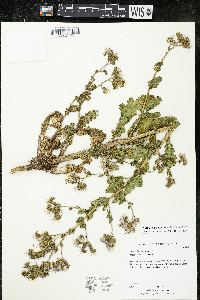 Phacelia furnissii image