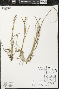 Scheuchzeria palustris image