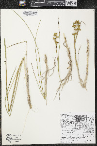 Scheuchzeria palustris image