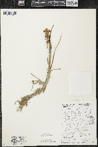 Scheuchzeria palustris image