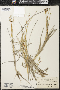 Scheuchzeria palustris image