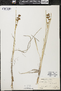 Scheuchzeria palustris image