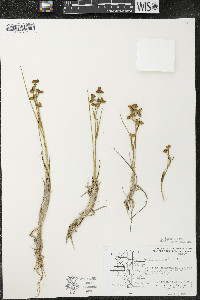 Scheuchzeria palustris image