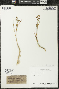 Scheuchzeria palustris image